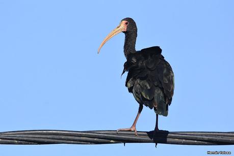 Cuervillos en el cable