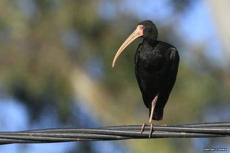 Cuervillos en el cable