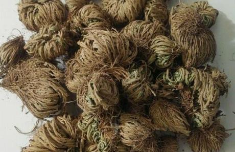 Doradilla o flor de peña. Para qué sirve y propiedades de esta planta 2 flor de peña
