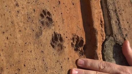 Cientos de huellas de animales encontradas en el techo de la catedral medieval de Florencia