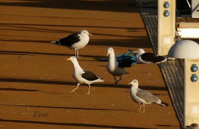 GAVIOTAS, CHARRANES Y ANILLAS