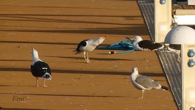 GAVIOTAS, CHARRANES Y ANILLAS