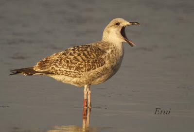 GAVIOTAS, CHARRANES Y ANILLAS