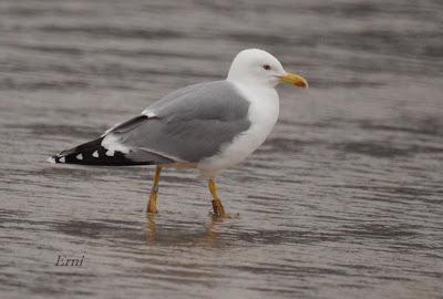 GAVIOTAS, CHARRANES Y ANILLAS