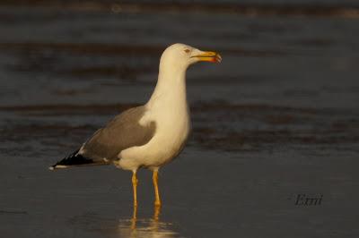 GAVIOTAS, CHARRANES Y ANILLAS