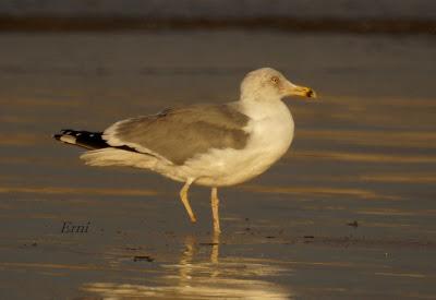 GAVIOTAS, CHARRANES Y ANILLAS