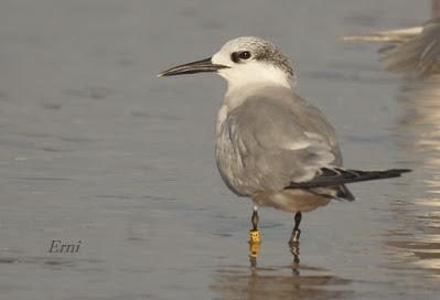 GAVIOTAS, CHARRANES Y ANILLAS