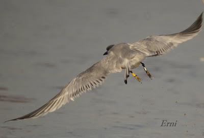 GAVIOTAS, CHARRANES Y ANILLAS