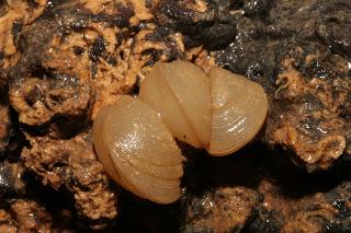 Ayúdanos: Vota al molusco del año 2021, un molusco de cuevas Ayúdanos: Vota al molusco del año 2021, un molusco de cuevas