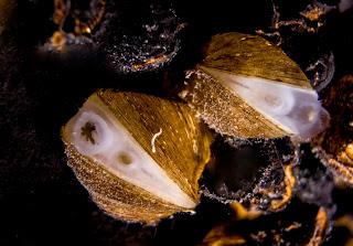 Ayúdanos: Vota al molusco del año 2021, un molusco de cuevas Ayúdanos: Vota al molusco del año 2021, un molusco de cuevas