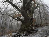 Roble encuentro