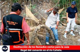 DESTRUYEN CESTOS PARA CAZA ILEGAL DE CAMARONES EN RÍO CAÑETE…