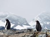 Cabo Hornos albatros errante (relato)