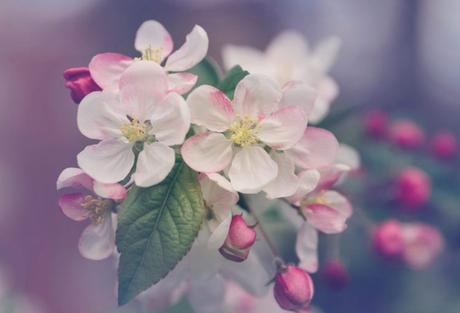 ‘Ya, ya se abren las flores’: La lírica de santa Teresa