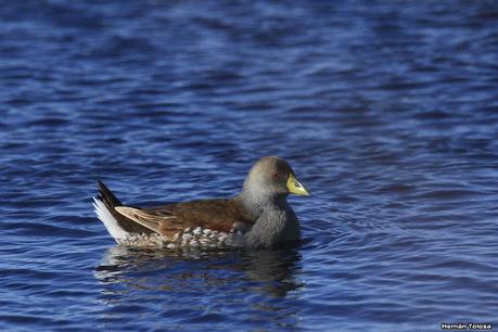 La Noria - Berra (agosto 2020)