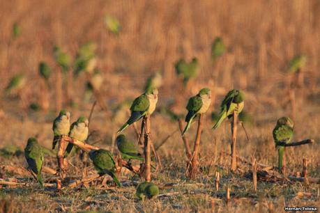 La Noria - Berra (agosto 2020)