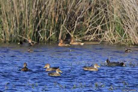 La Noria - Berra (agosto 2020)