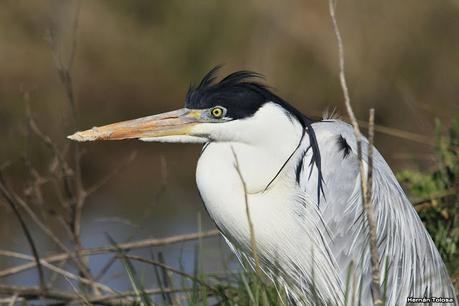 La Noria - Berra (agosto 2020)