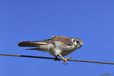 La Noria - Berra (agosto 2020)