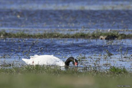 La Noria - Berra (agosto 2020)