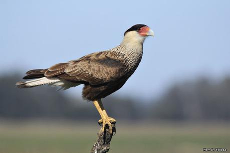 La Noria - Berra (agosto 2020)