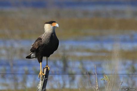 La Noria - Berra (agosto 2020)