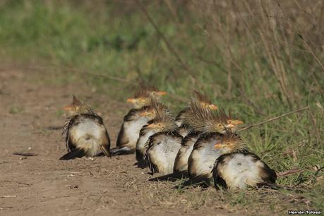 La Noria - Berra (agosto 2020)