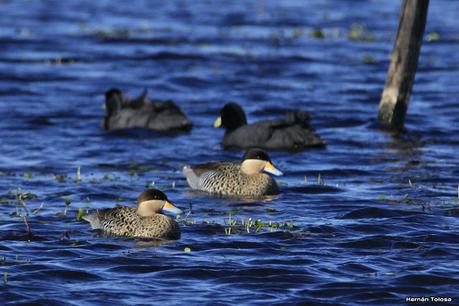 La Noria - Berra (agosto 2020)