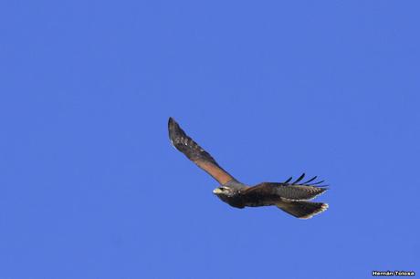 La Noria - Berra (agosto 2020)