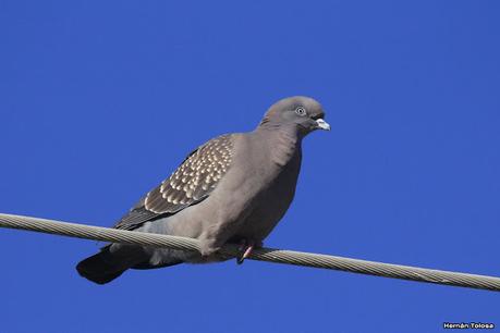 La Noria - Berra (agosto 2020)