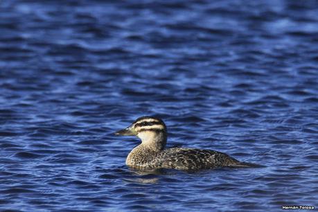 La Noria - Berra (agosto 2020)