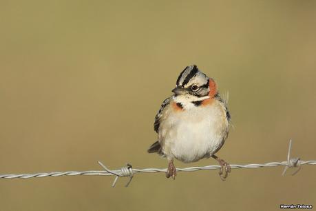 La Noria - Berra (agosto 2020)