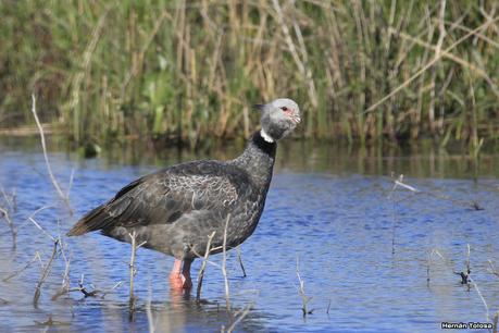 La Noria - Berra (agosto 2020)