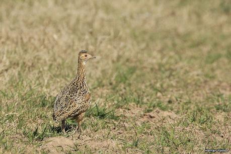 La Noria - Berra (agosto 2020)