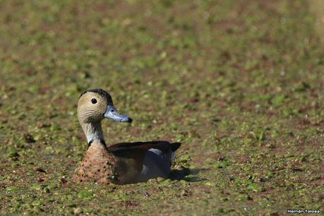 La Noria - Berra (agosto 2020)