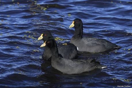 La Noria - Berra (agosto 2020)