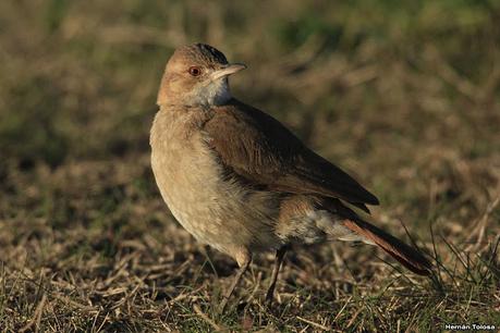 La Noria - Berra (agosto 2020)