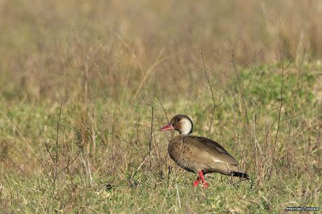 La Noria - Berra (agosto 2020)
