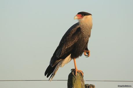 La Noria - Berra (agosto 2020)