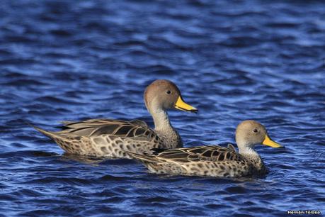 La Noria - Berra (agosto 2020)