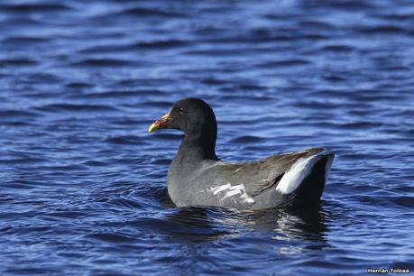 La Noria - Berra (agosto 2020)