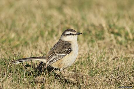 La Noria - Berra (agosto 2020)