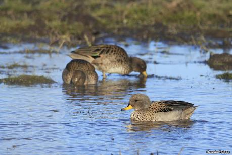 La Noria - Berra (agosto 2020)