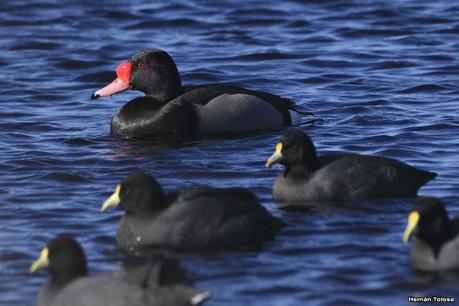 La Noria - Berra (agosto 2020)