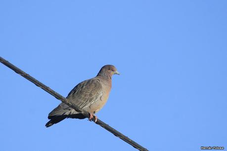 La Noria - Berra (agosto 2020)