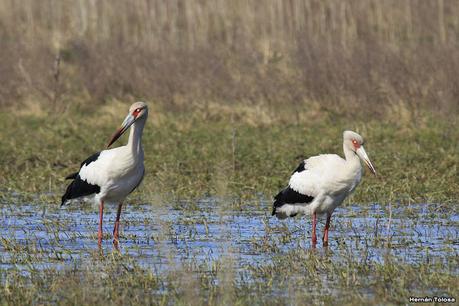 La Noria - Berra (agosto 2020)