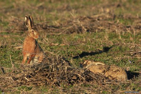 La Noria - Berra (agosto 2020)