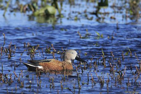 La Noria - Berra (agosto 2020)