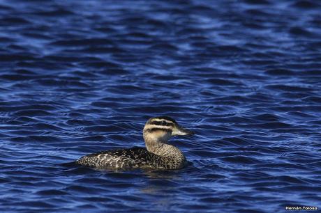 La Noria - Berra (agosto 2020)