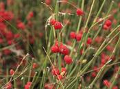 Solupe (Ephedra ochreata)